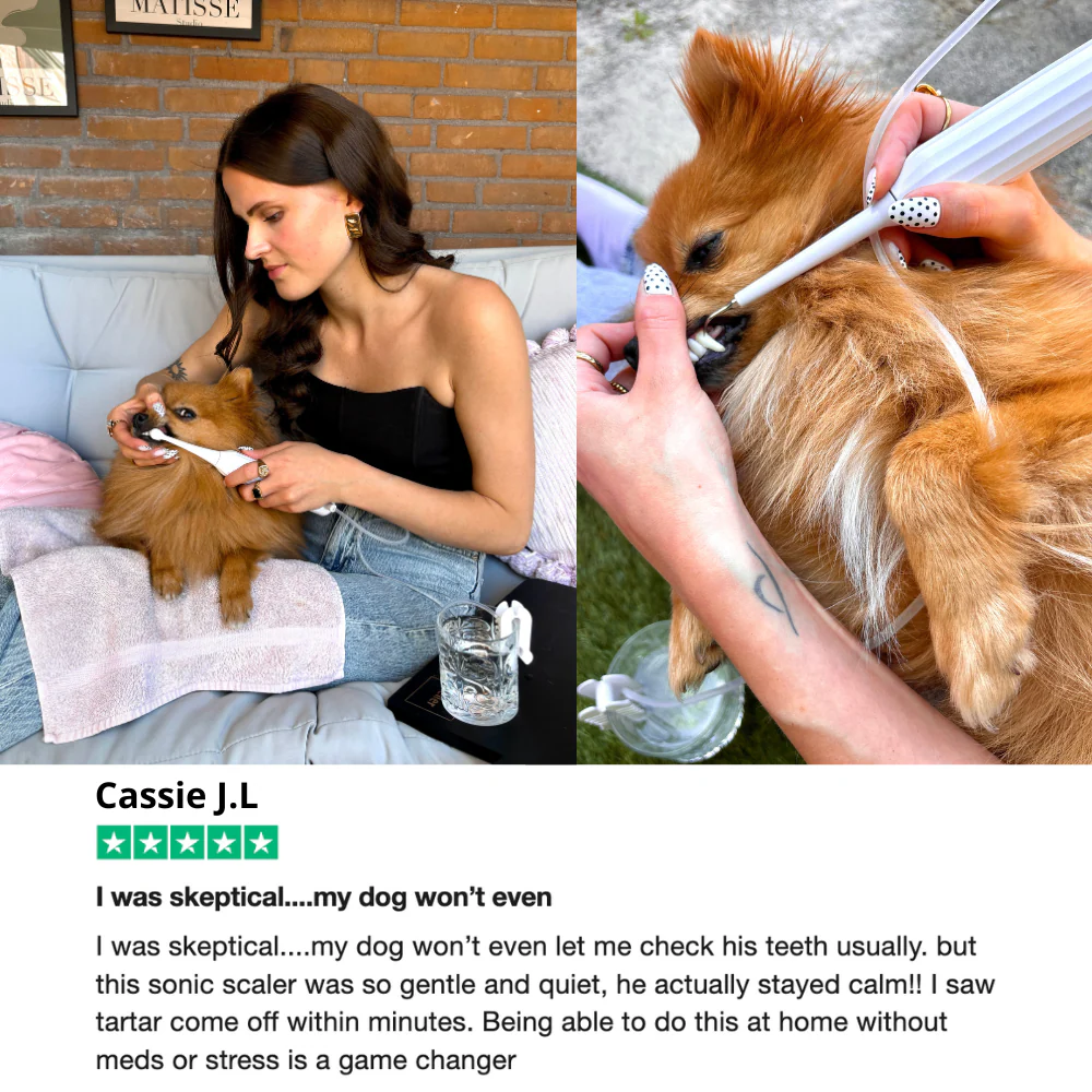 Mirovia Kit - Silent Sonic Plaque & Tartar Remover for dogs