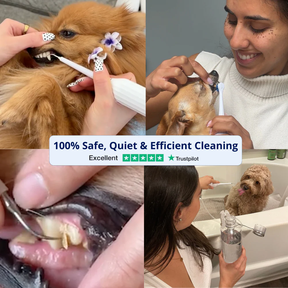 Mirovia Kit - Silent Sonic Plaque & Tartar Remover for dogs